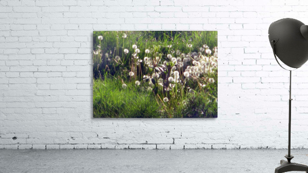 Sunlit Dandelions Wall Preview