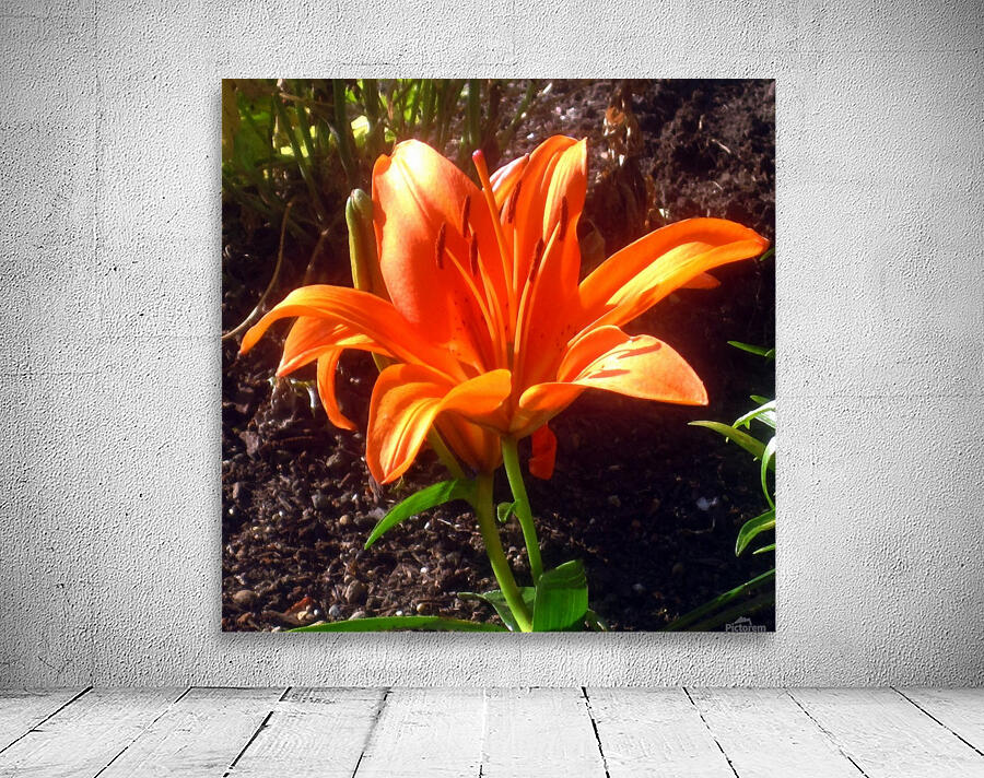 Garden Flower Orange Wall Preview