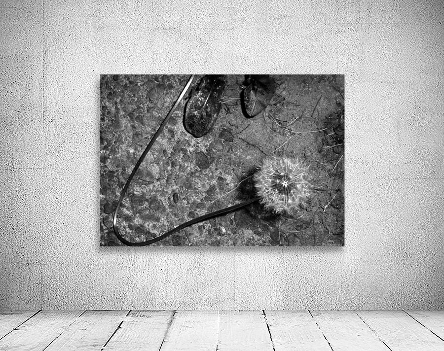Abstract Dandelion Wall Preview