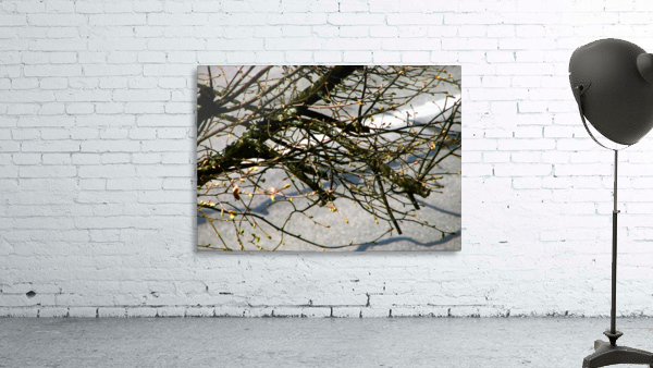 Barren Branches Wall Preview