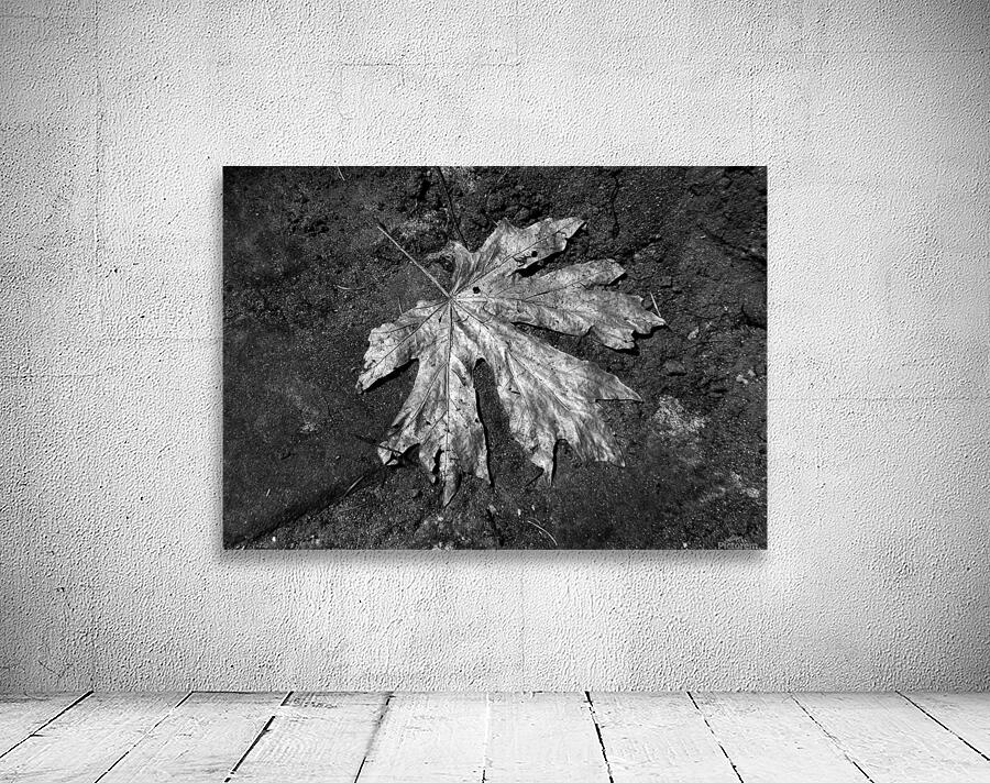 The Lone Leaf Wall Preview
