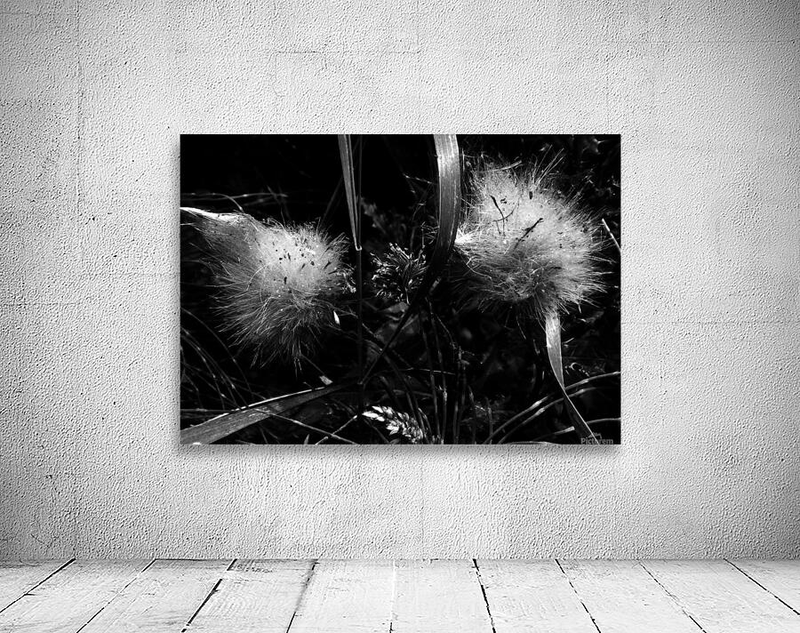 Dandelion Seedlings Wall Preview