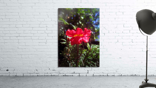 Red Summer Flower 3 Wall Preview