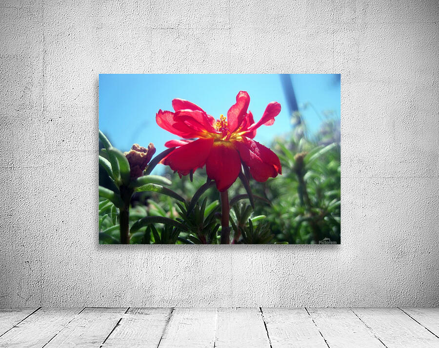 Red Summer Flower 1 Wall Preview