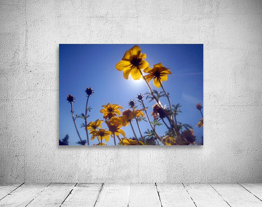 Summer Sky Flowers 2 Wall Preview