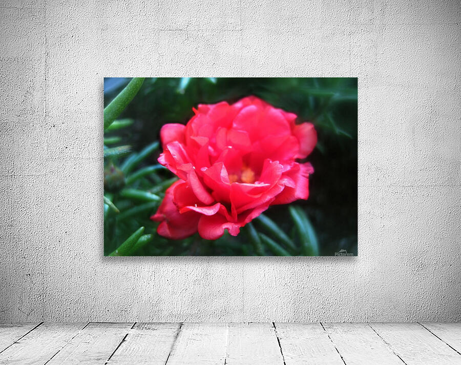 The Red Flower Wall Preview