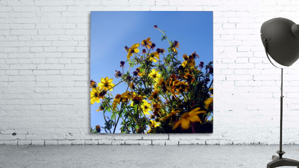 Summer Sky Flowers Wall Preview