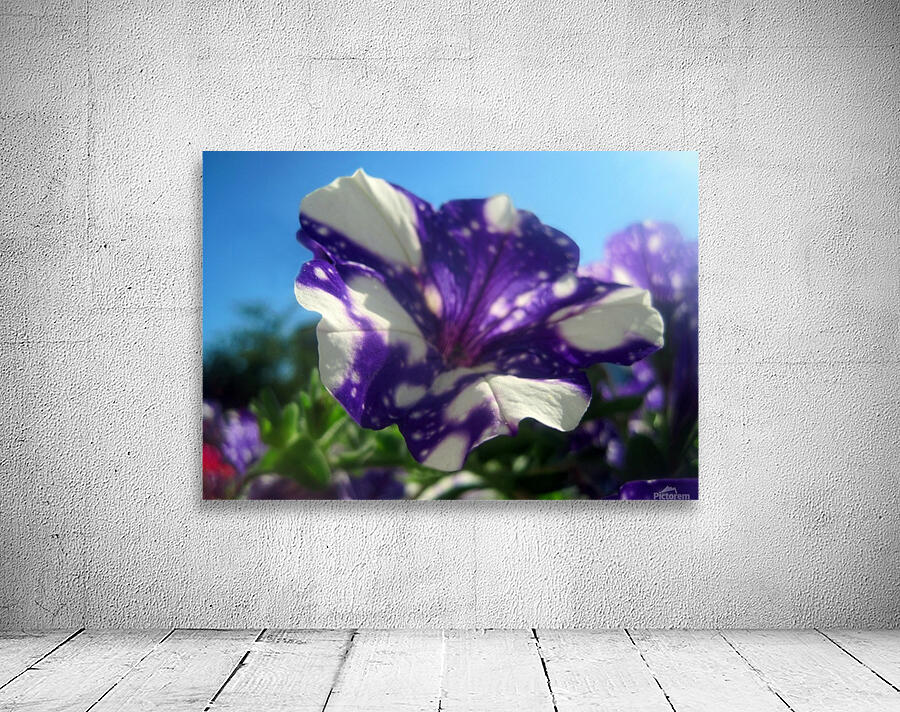 Starry Sky Flower 5 Wall Preview