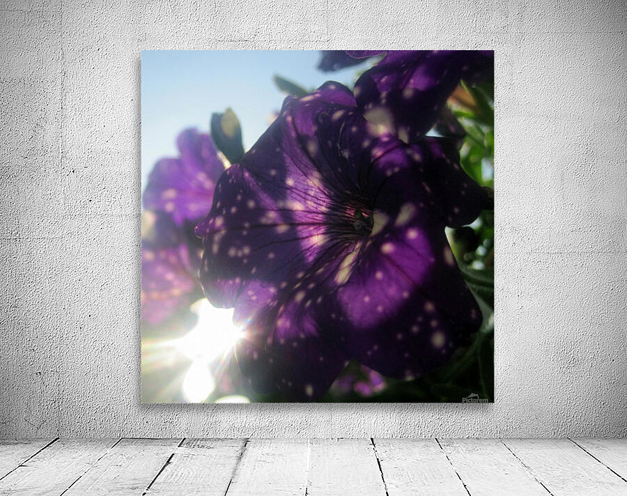 Starry Sky Flower 6 Wall Preview