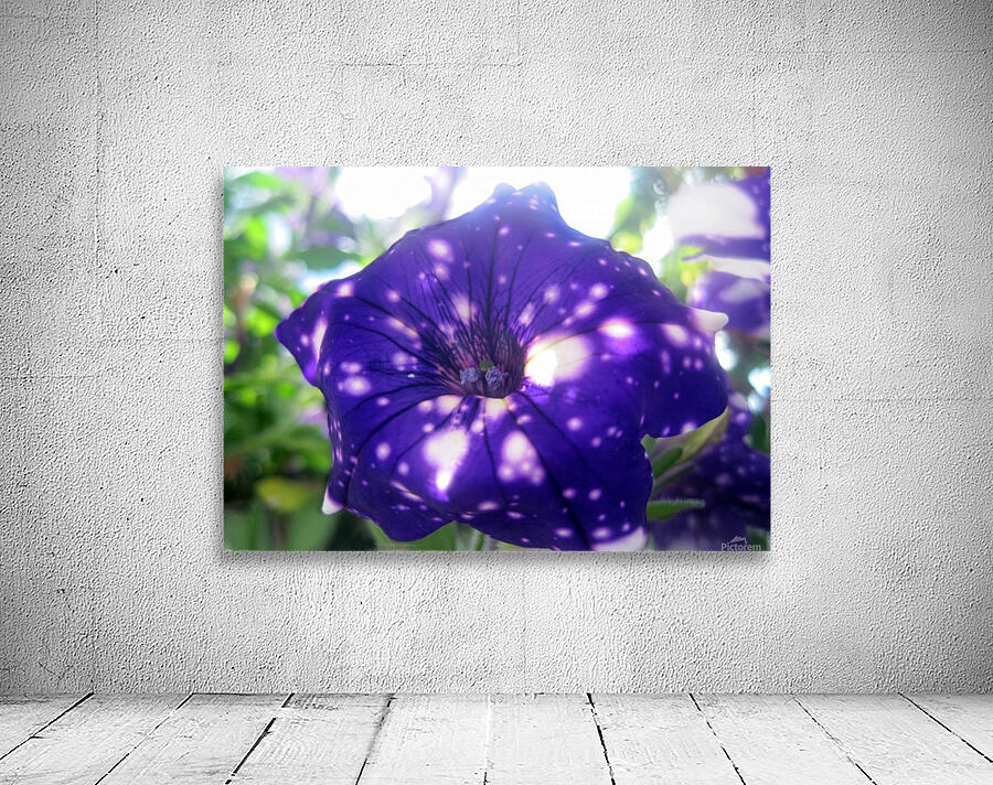Starry Sky Flower 9 Wall Preview