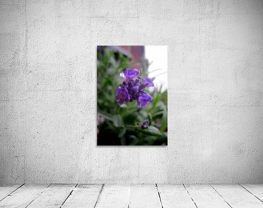 Floating Lavender 1 Wall Preview