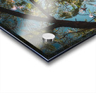 Mimosa in the sky Acrylic print