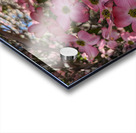 Apple Blossoms Acrylic print