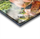 Orange Mushrooms Acrylic print