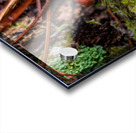 Tiny Mushroom Acrylic print