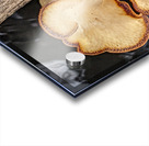 Water Mushroom Acrylic print