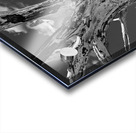 Driftwood Acrylic print