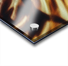 Shadow Work Acrylic print