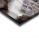 Rattle Snake Acrylic print