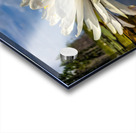 Water Lily Acrylic print