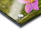 Pink Flower Acrylic print