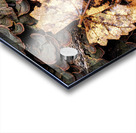 Leaf Fungus Acrylic print