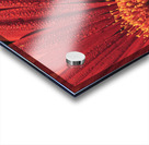 Flower Acrylic print