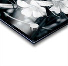 Black and White Flowers Acrylic print