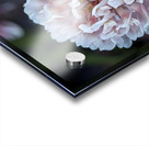 Clover Acrylic print