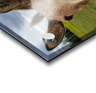 Funny Donkey Acrylic print