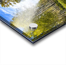 Colorado Forest Acrylic print