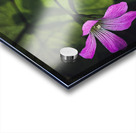 Flowers  and bee Acrylic print