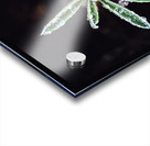 Dew plant Acrylic print