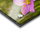 Pink Flowers Acrylic print