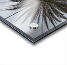 Palm Tree Acrylic print