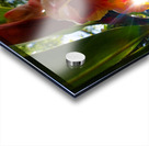 MORNING FLOWER Acrylic print