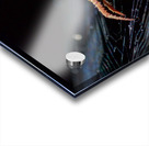 Meal Time Acrylic print