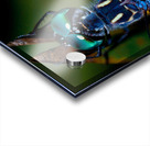 Blue Dragonfly Acrylic print