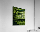 Leaf Acrylic Print