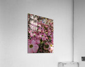 Apple Blossoms Acrylic Print