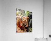 Orange Mushrooms Acrylic Print