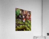 Tiny Mushroom Acrylic Print