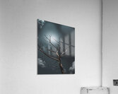 Dead Tree Acrylic Print
