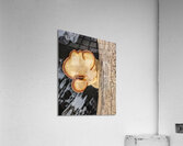 Water Mushroom Acrylic Print