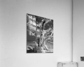 Driftwood Acrylic Print