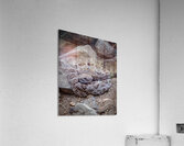 Rattle Snake Acrylic Print