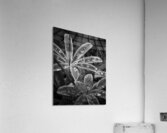 Fuzzy Rain Acrylic Print