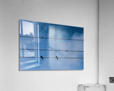 Birds on a wire Acrylic Print