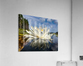 Water Lily Acrylic Print