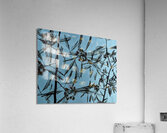 Mimosa Tree Acrylic Print